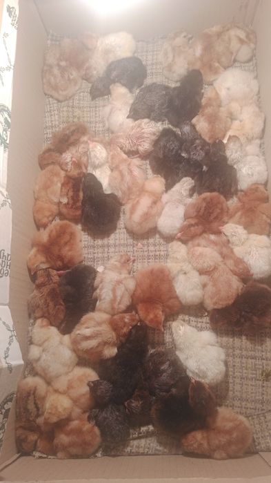 Цыплята парода Ломан Браун