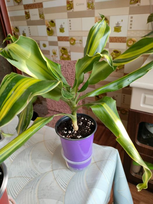 Пальма драцена, хамедорея продам