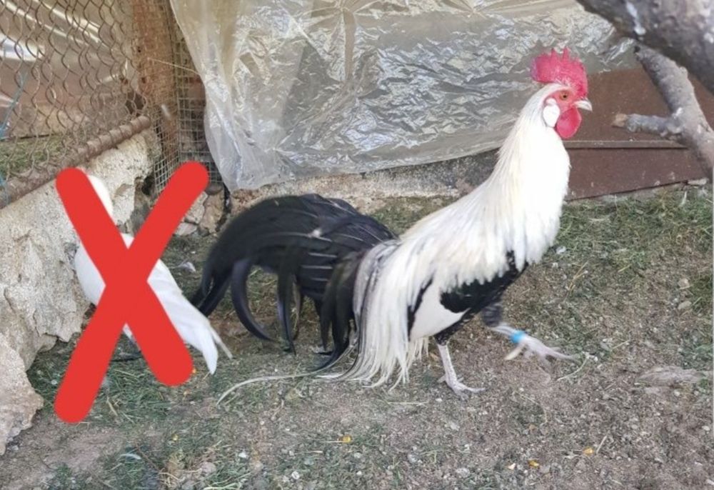 Vand pereche pheonix argintii ,aurii si alb