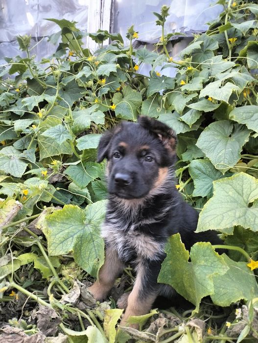 Элитные щенки немецкой овчарки