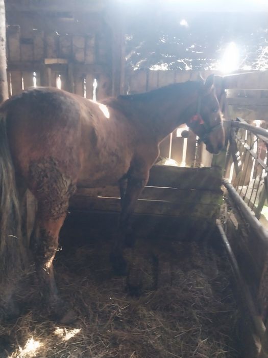 Продам жеребчика полтарашку