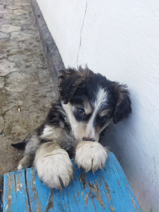 Щенок идёт дом :)