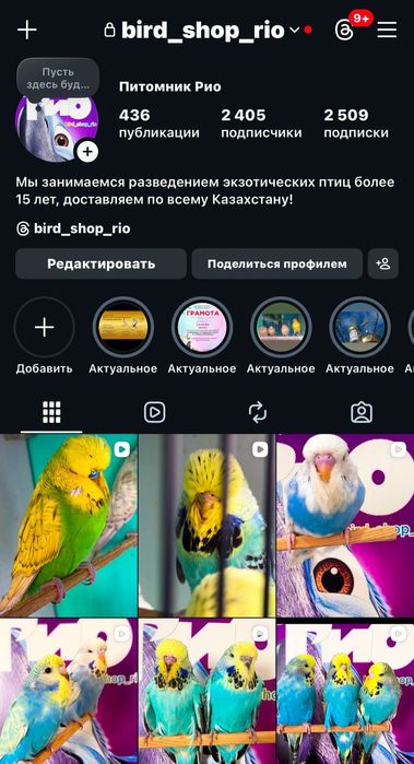 Попугаи питомник Rio