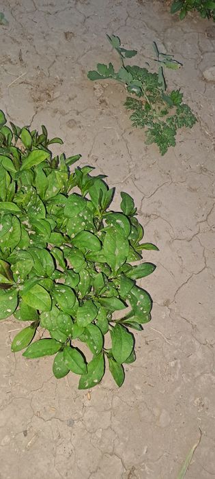 Срочно продам цветы
