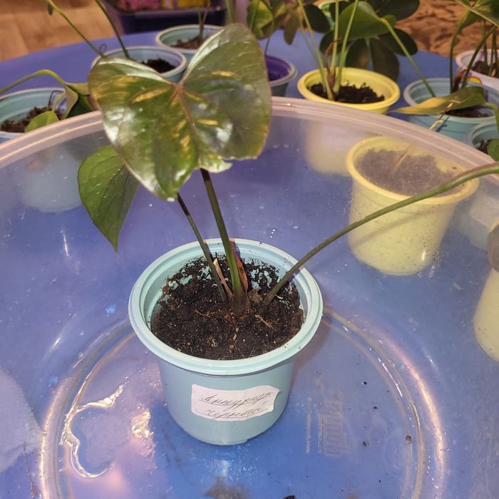 Отростки комнатных растений