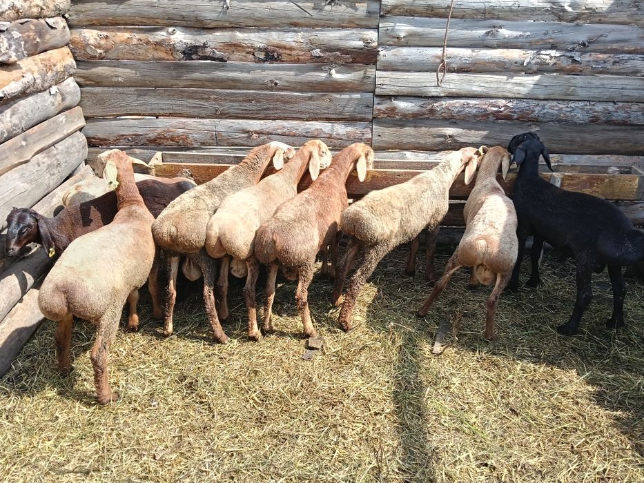 Продам кошкарчиков