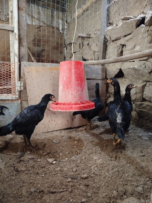 4моки 1 хуроз сотилади