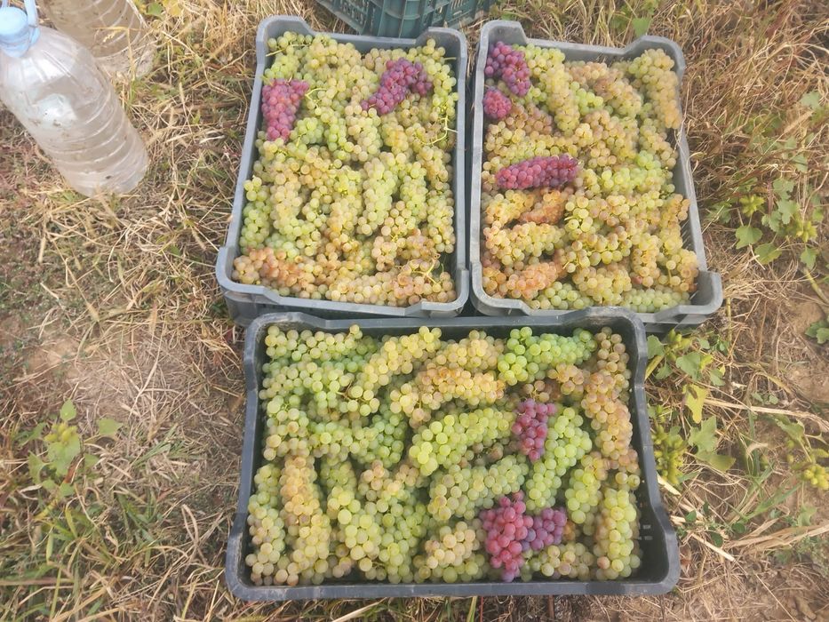 Vand struguri de vin