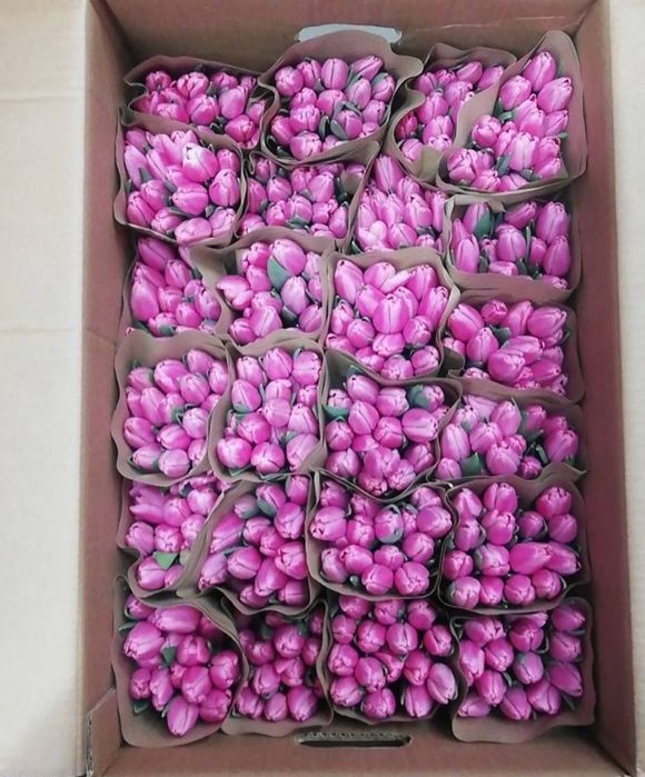 Тюльпаны оптом Караганда