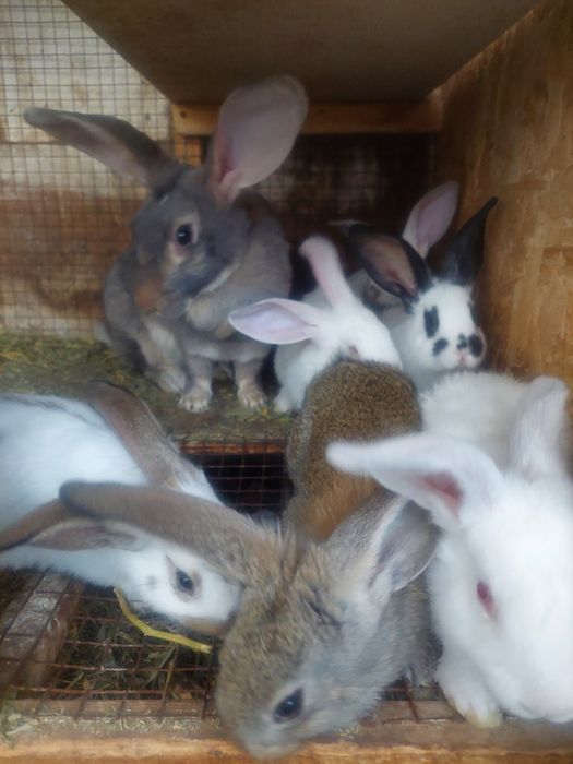 Кролики возраст  2месяцев