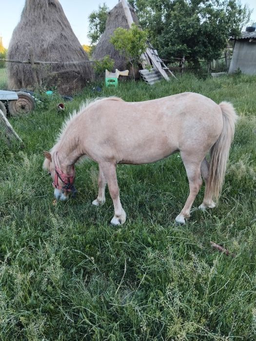Vand o poneita in vârstă de 3 ani blanda