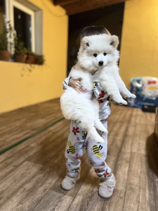 Мини шпиц 2 месеца с паспорт