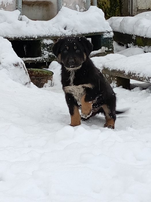 Продавам ротвайлерчета .