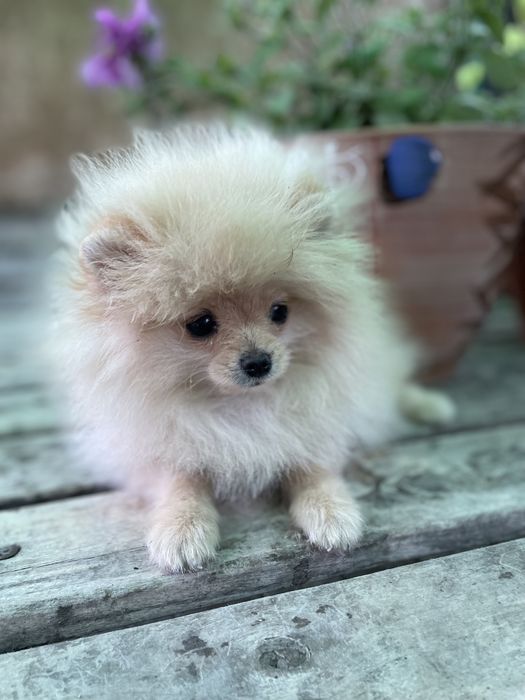 Щенки померанского шпица