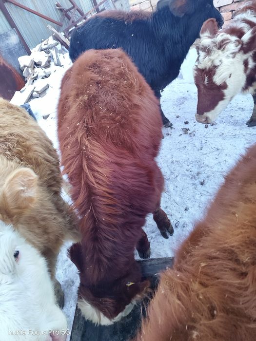 Продам бычков и тёлочек