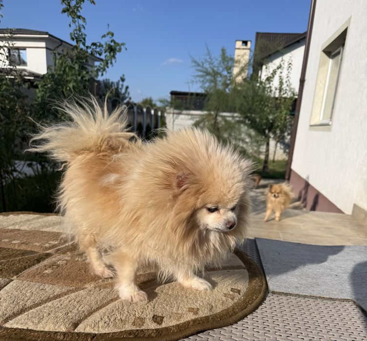 Pomeranian Cu pedigree