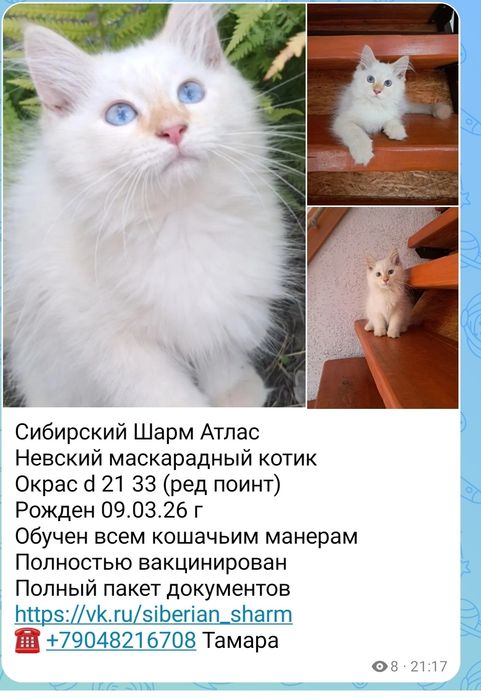 невская маскарадная