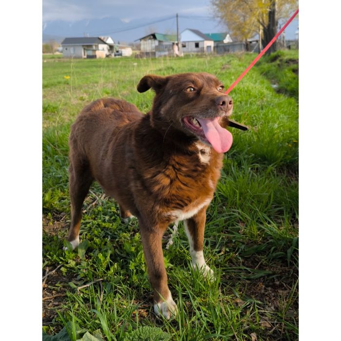 Каштанка добрая собака в семью