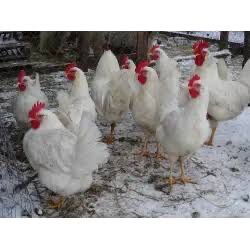 Продаются куры несушки,НЕДОРОГО!