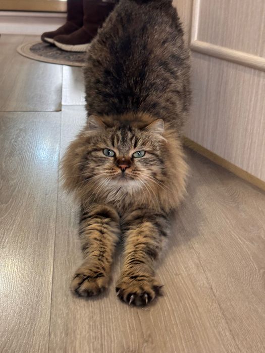 Кошечка ищет дом