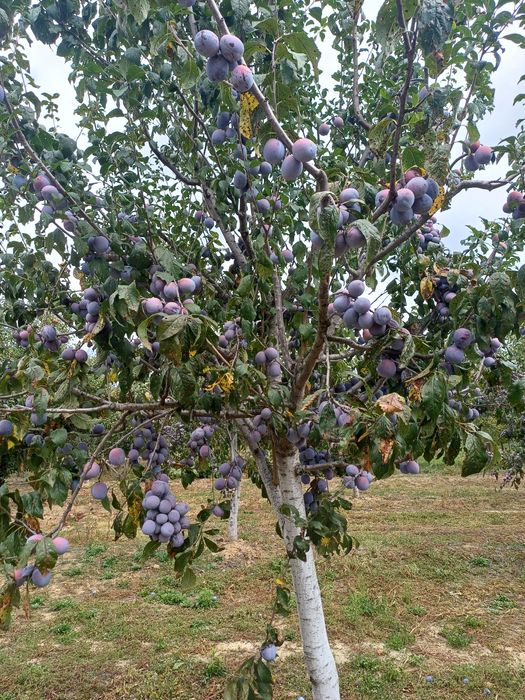 Prune de vânzare