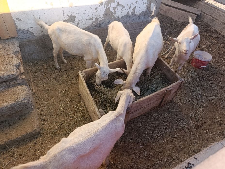 Ешкі, коза, козы