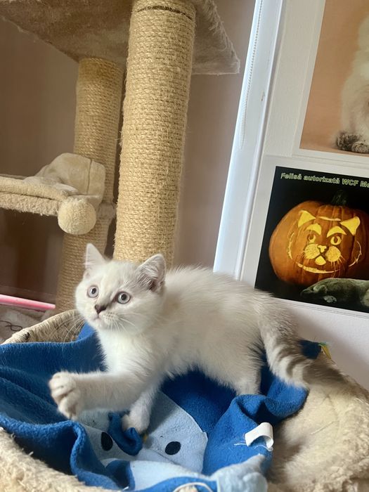 British shorthair shaded point