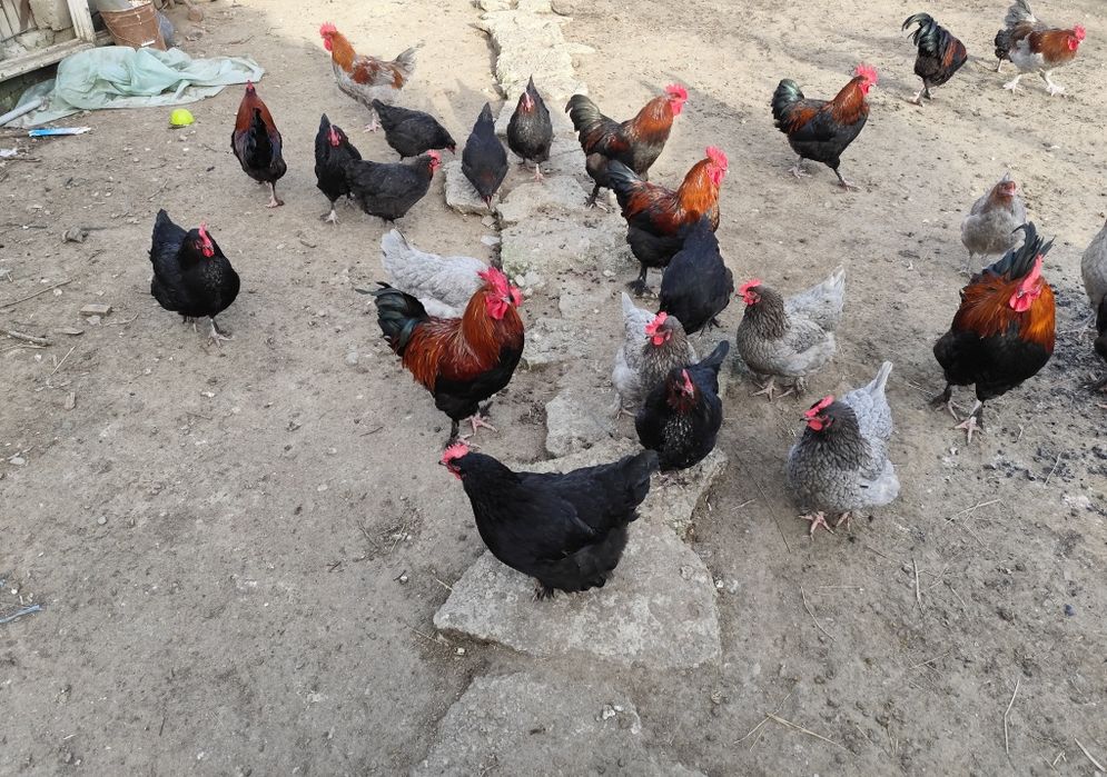Ouă Marans negru/albastru arămiu