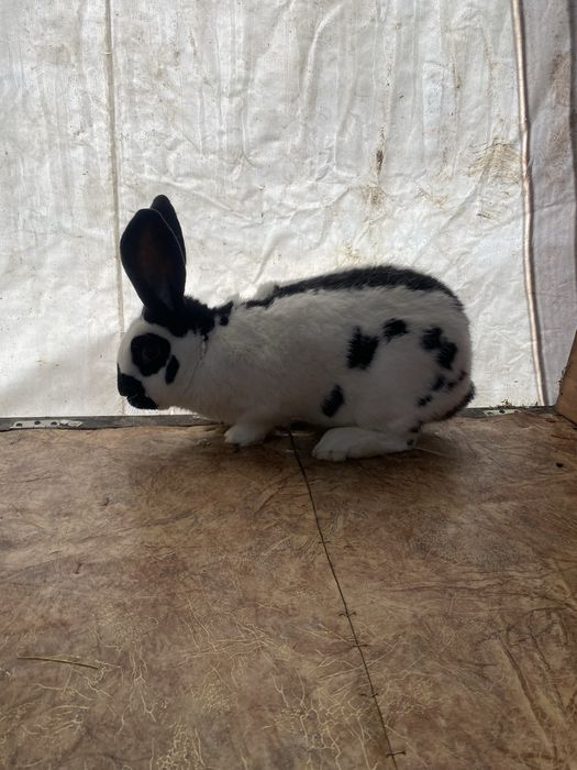 Продам крола Строкача