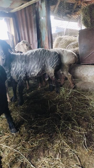 Гиссар кошкарлар сатылады семиз