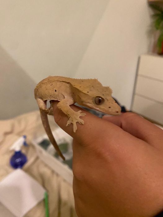 soparla geko cu creasta maro