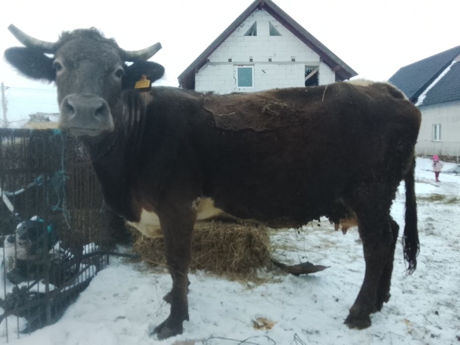 Vnd vaca bruna gestante an 8 luni SI jumătate SI vine cu al 4 vițel ai