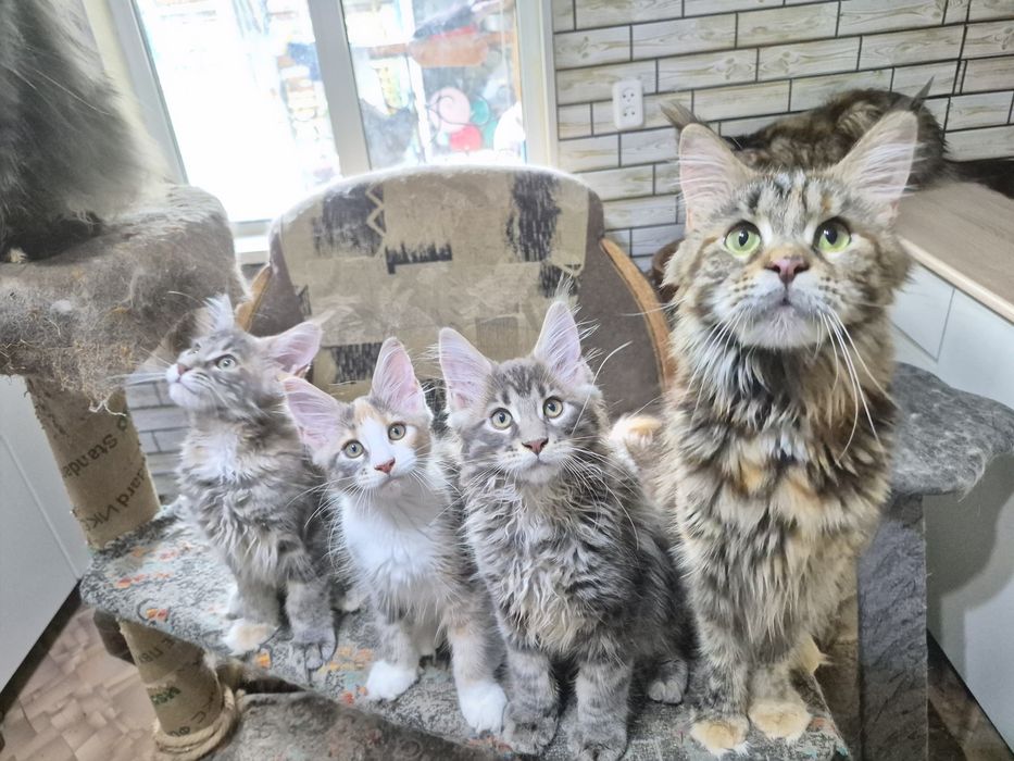 Котята мейн кун. Готовы ехать к вам