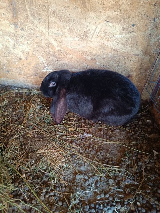 Vând femele berbec german