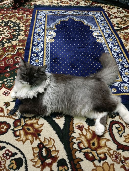 Vyazkaga mushuk bepul