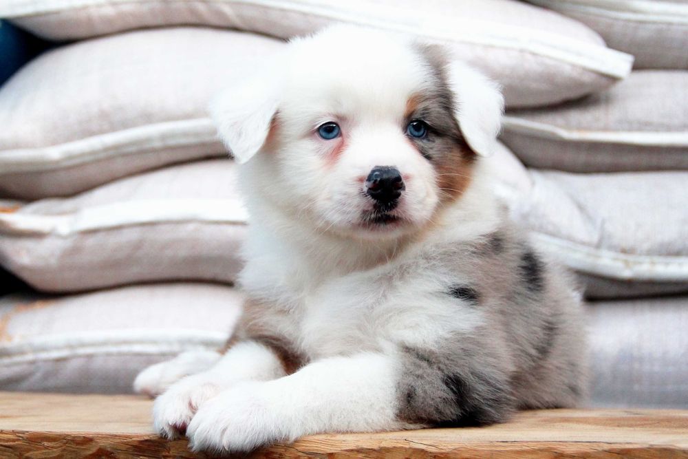 щенки алматы. щенки алматы. собаки в казахстане. щенки алматы. алматинская овчарка.