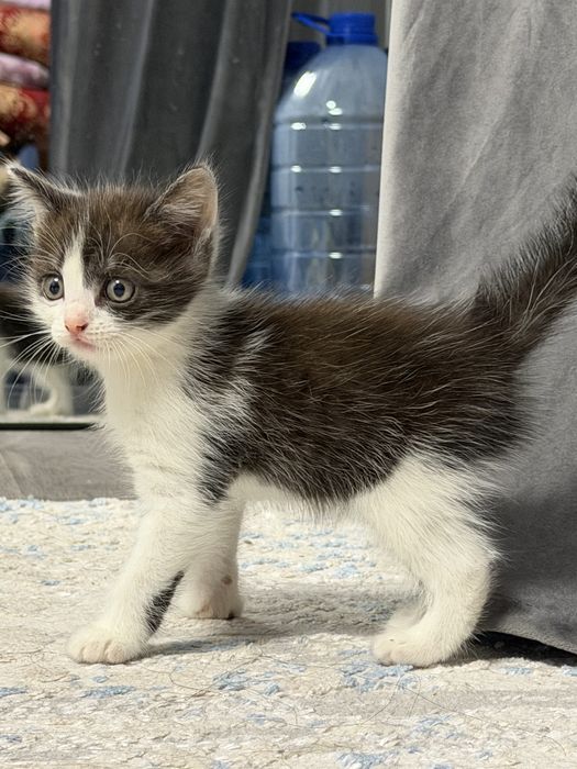 Продается породистый котёнок