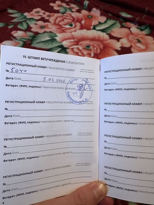 Шиншила Британская