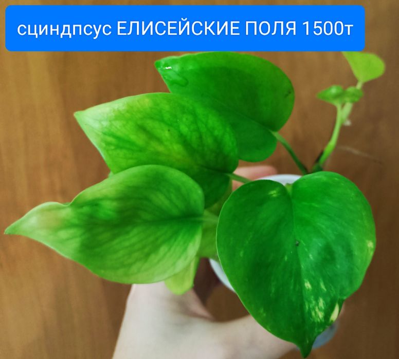 Филодендрон сциндпсус от 1500
