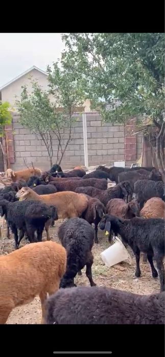 Қозылар жағдайы жақсы