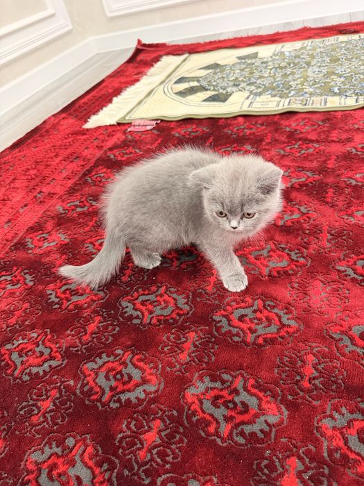 Продам котенка британской пароды