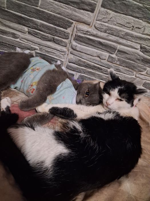 Красавица Салли в поисках дома!!