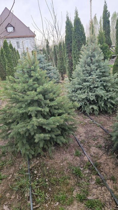 Туя, ель, крымская сосна