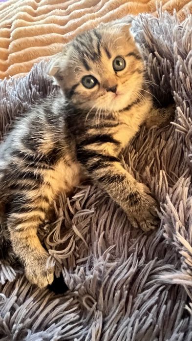 Скоттиш Фолд котёнок