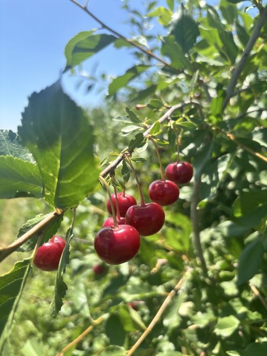 Вишня продаётся..
