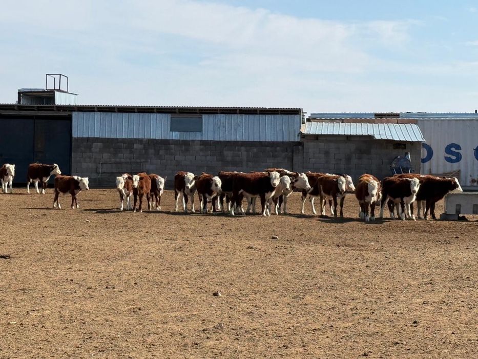 Племенной ақбас документімен