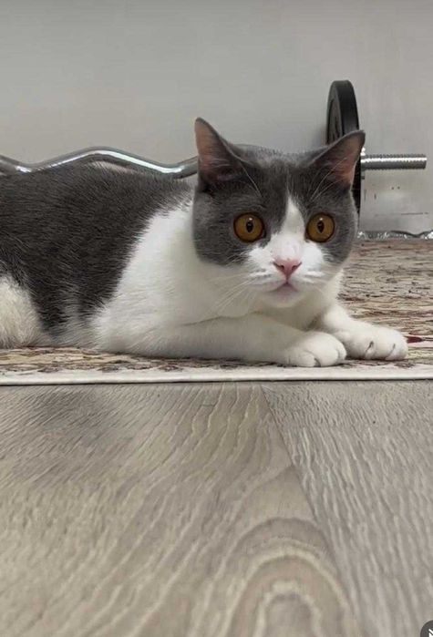 Отдам кошку британка.