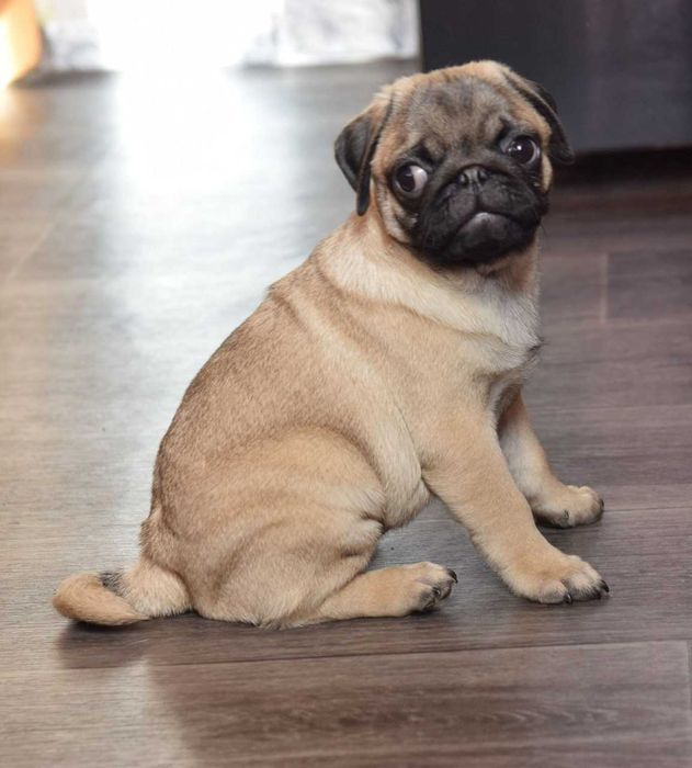 Щенки мопса в Омске