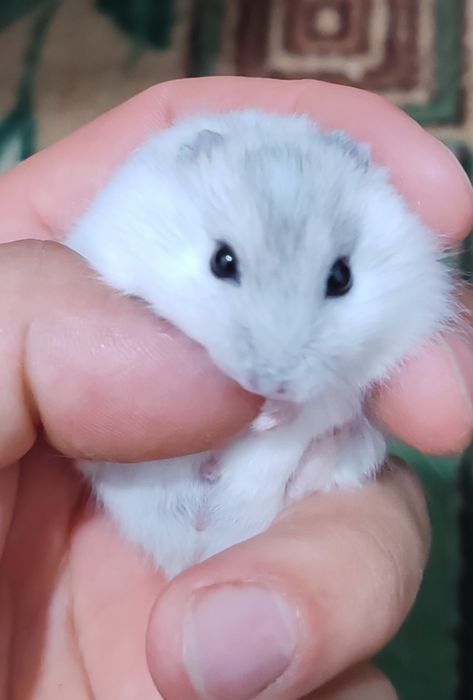 Хомяк Джунгарский