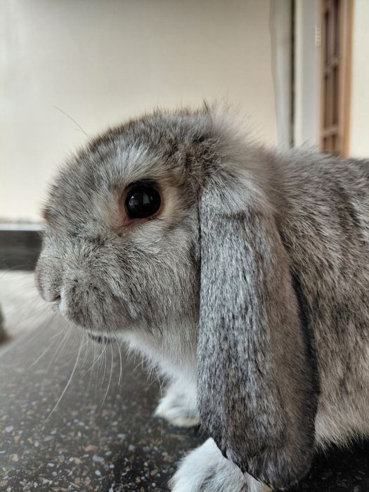 Французский карлик баран 7 ойлик